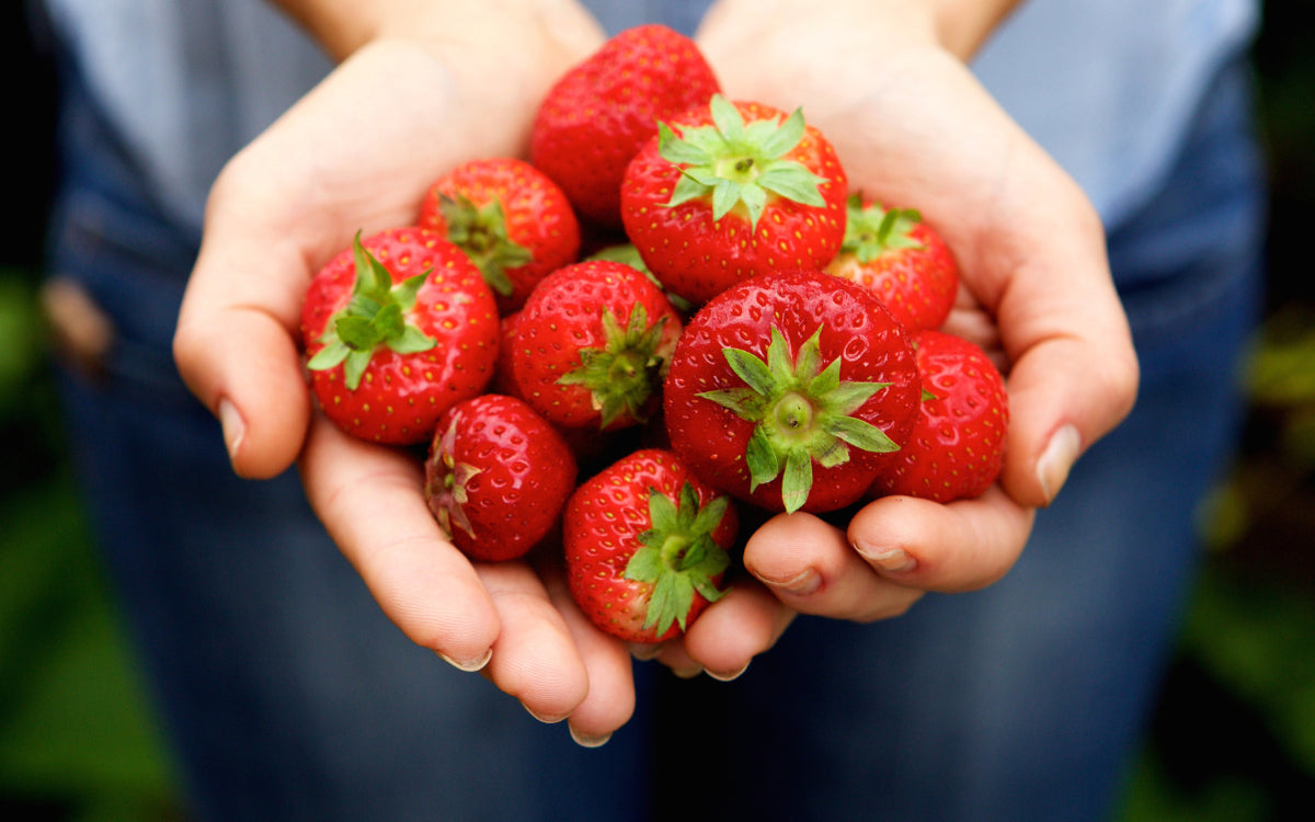 Longevity 2+3: A Fountain Of Youth For Your Cells